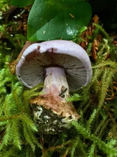 Calonarius olympianus thumbnail 3