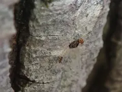 Small Eastern Blue-winged Olive thumbnail 2