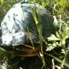 Blanding's Turtle thumbnail 4