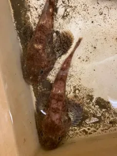 Spinyhead Sculpin thumbnail 4