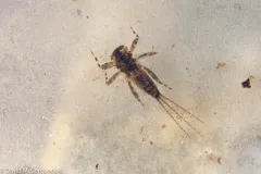 Heptagenia elegantula thumbnail 3