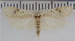 Exaeretia nivalis thumbnail 3