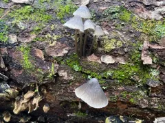 Alkaline Mycena thumbnail 3
