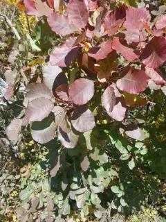 American smoketree thumbnail 2