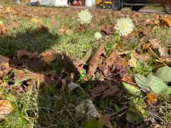 Cream Scabious thumbnail 1