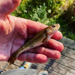 Creek Chub thumbnail 4
