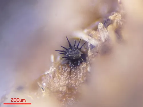 Trichodelitschia lundqvistii
