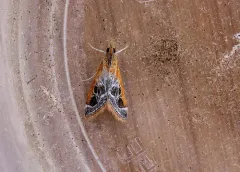 Fulvous-edged Pyrausta thumbnail 3