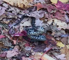 Eastern Ratsnake thumbnail 2