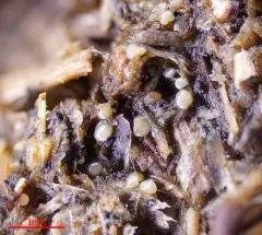 Coprotus lacteus thumbnail 2