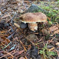 Western Painted Suillus thumbnail 3