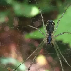 Common sheetweb spider thumbnail 4