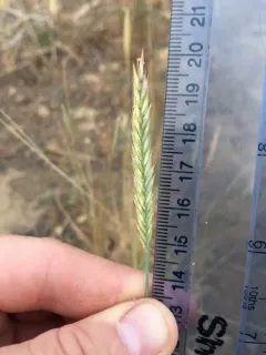 Siberian Wheatgrass thumbnail 4
