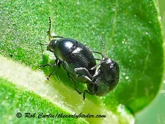 Lexiphanes saponatus thumbnail 3