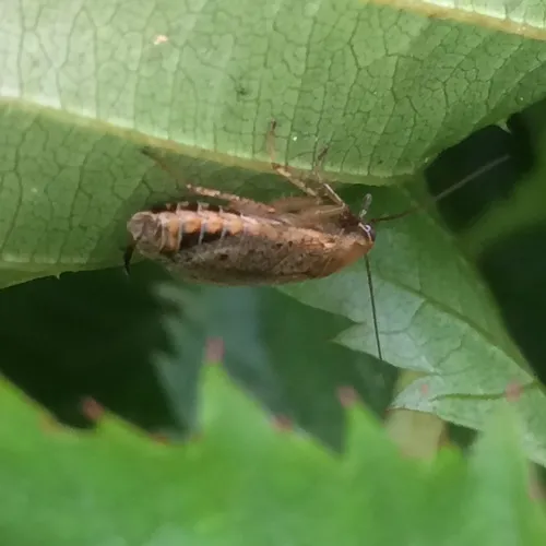 Dusky Cockroach