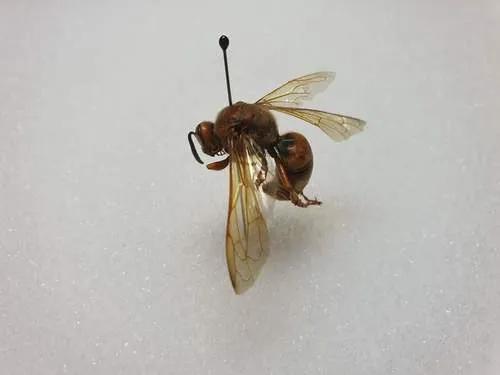 Pacific Cicada-killer Wasp