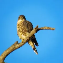 Merlin thumbnail 4
