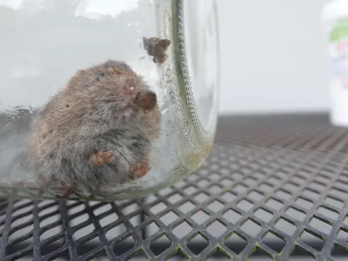 Gray-tailed Vole