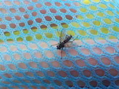 Dinera grisescens thumbnail 4