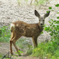 Mule Deer thumbnail 4
