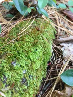Pylaisiadelpha Moss thumbnail 2