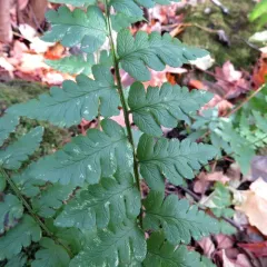 crested wood fern thumbnail 4