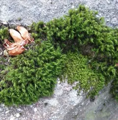 boulder broom moss thumbnail 2