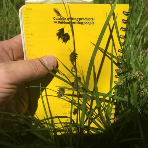 Tall Bog-sedge