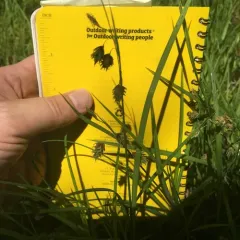 Tall Bog-sedge thumbnail 1