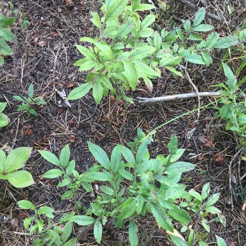 velvetleaf blueberry