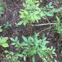 velvetleaf blueberry thumbnail 1