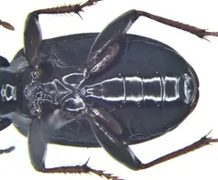 Pterostichus diligendus thumbnail 2