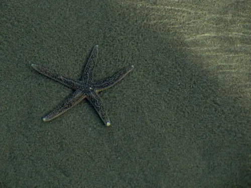 Arctic Star