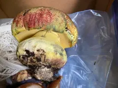 Rosy Autumn Butter Bolete thumbnail 2