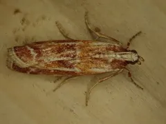 Ponderosa Pine Coneworm Moth thumbnail 2