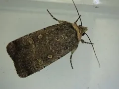 Dark Dart thumbnail 2