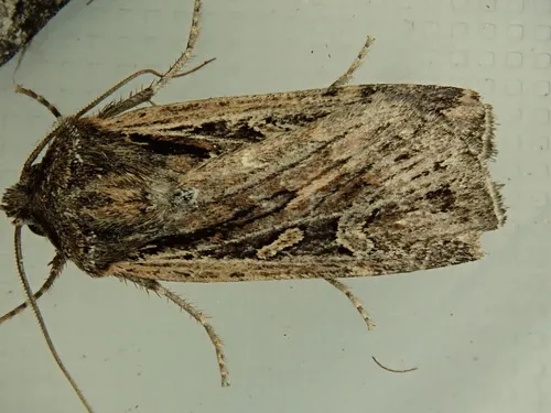 Euxoa olivalis