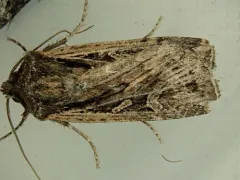 Euxoa olivalis thumbnail 1