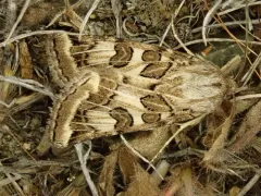 Spotted Clover Moth thumbnail 4