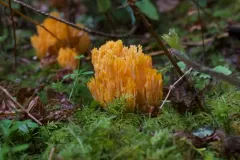 Ramaria sandaracina thumbnail 1