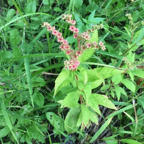 ditch stonecrop