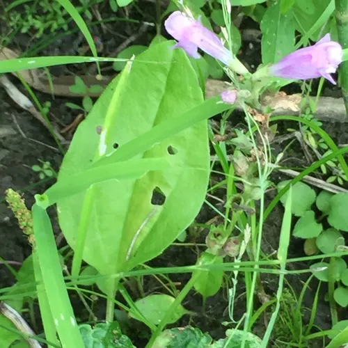 obedient plant