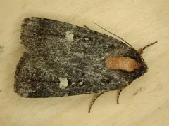 Abagrotis mirabilis thumbnail 3