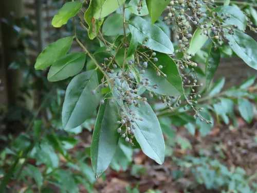 Chinese privet