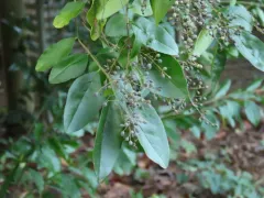 Chinese privet thumbnail 1