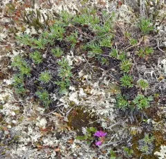 two-flower cinquefoil thumbnail 3