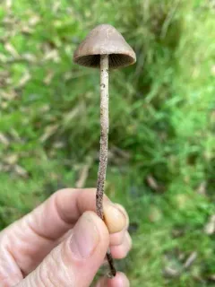 Dewdrop Mottlegill thumbnail 3