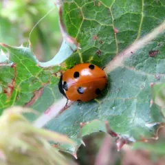 Seven-spotted Lady Beetle thumbnail 3