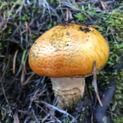 Necklace Tricholoma thumbnail 4