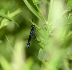 Ammophila nigricans thumbnail 2